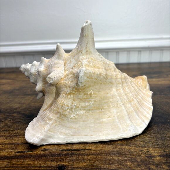 Natural Queen Horned Conch Shell 8" GORGEOUS COLORS Peach w/ Glossy Pink Inside - Picture 1 of 10